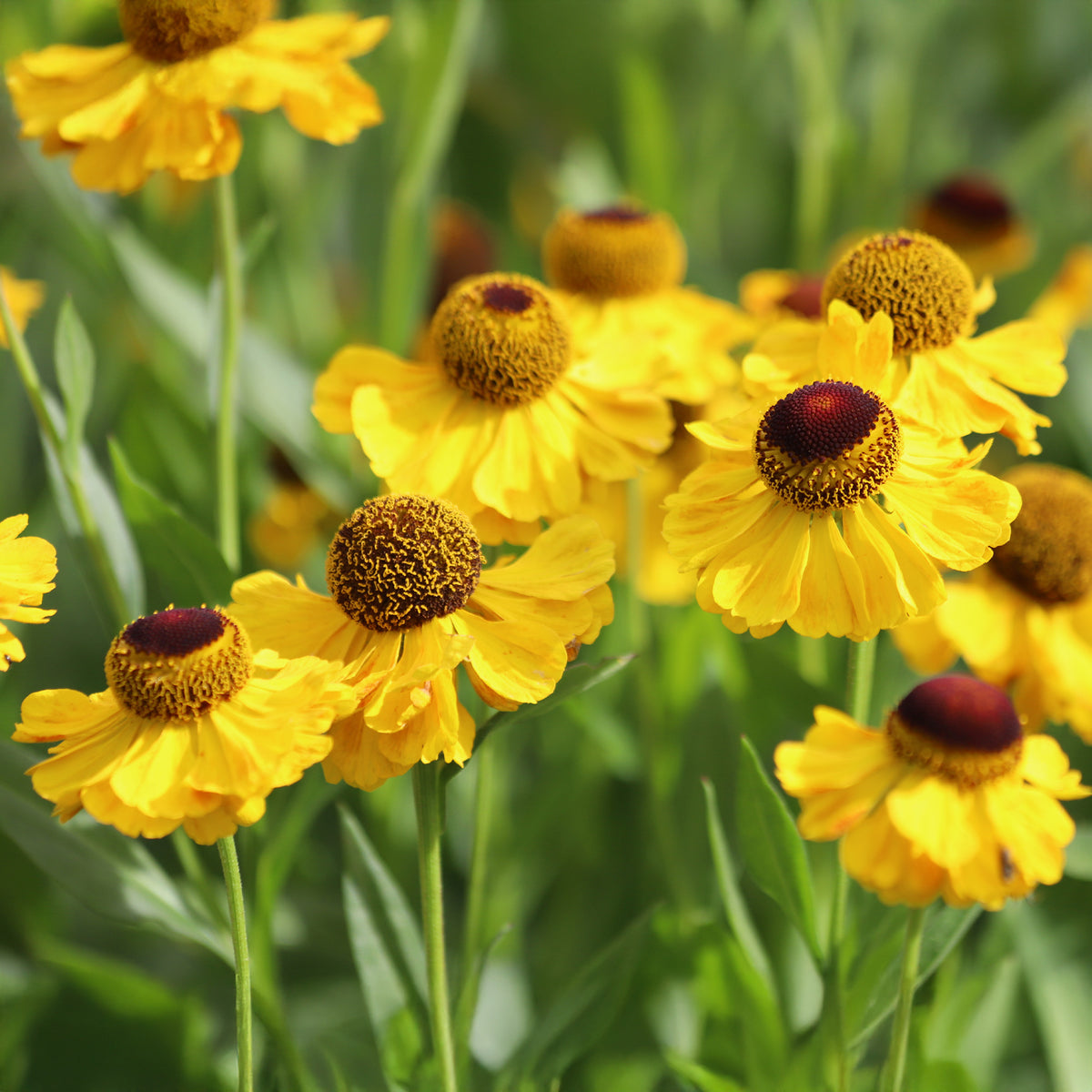 Zonnekruid Wyndley - Helenium wyndley - Willemse
