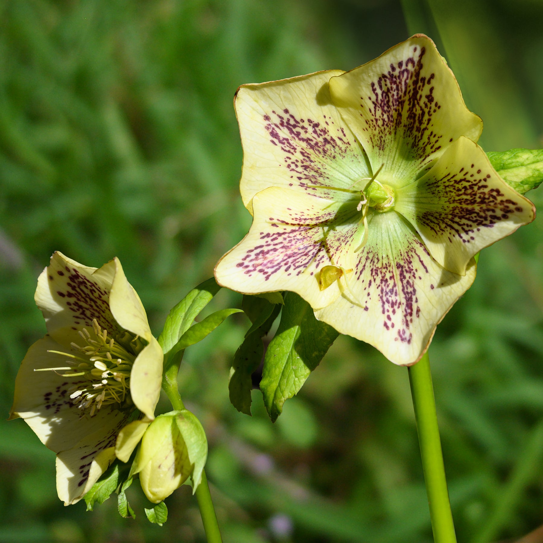 Kerstroos green spotted - Willemse