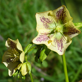 Kerstroos green spotted - Willemse