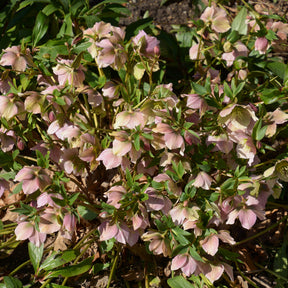 Kerstroos Pink Lady - Helleborus orientalis Pink Lady - Willemse