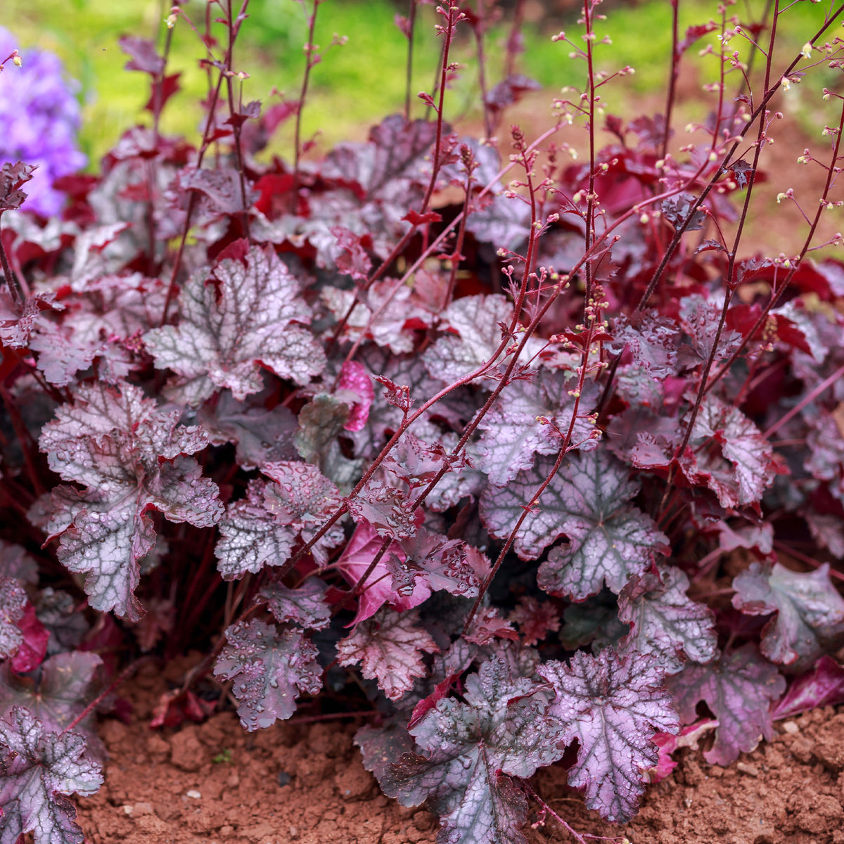 Purperklokje Forever Purple - Heuchera Forever Purple - Willemse