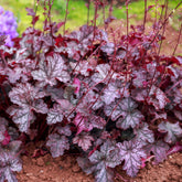 Purperklokje Forever Purple - Heuchera Forever Purple - Willemse