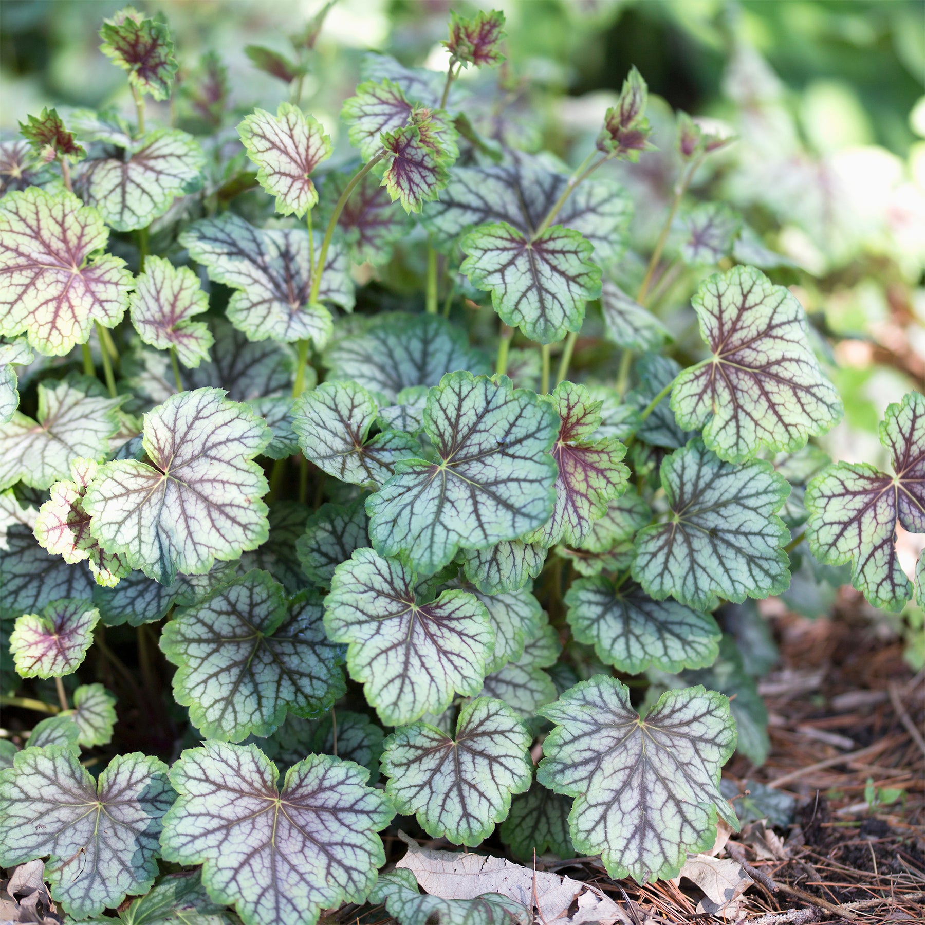 Purperklokje 'Green Spice' - Heuchera green spice - Willemse