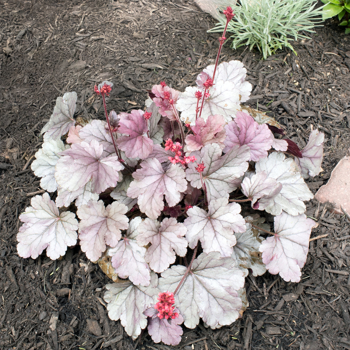 Purperklokje 'Silver Gumdrop' - Willemse