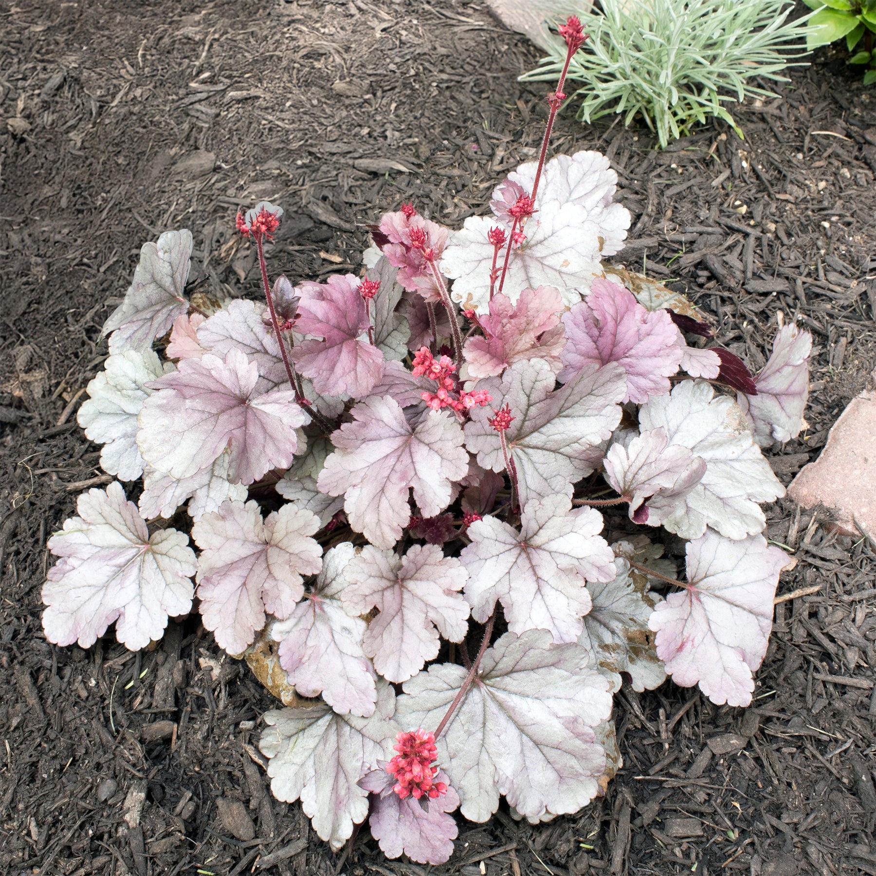 Purperklokje 'Silver Gumdrop' - Willemse