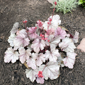 Purperklokje 'Silver Gumdrop' - Willemse