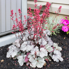 Purperklokje 'Silver Gumdrop' - Heuchera silver gumdrop  ( dolce series ) - Willemse