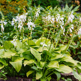 Hosta hybride royal standard - Hartlelie Royal Standard - Hosta - Hartlelie