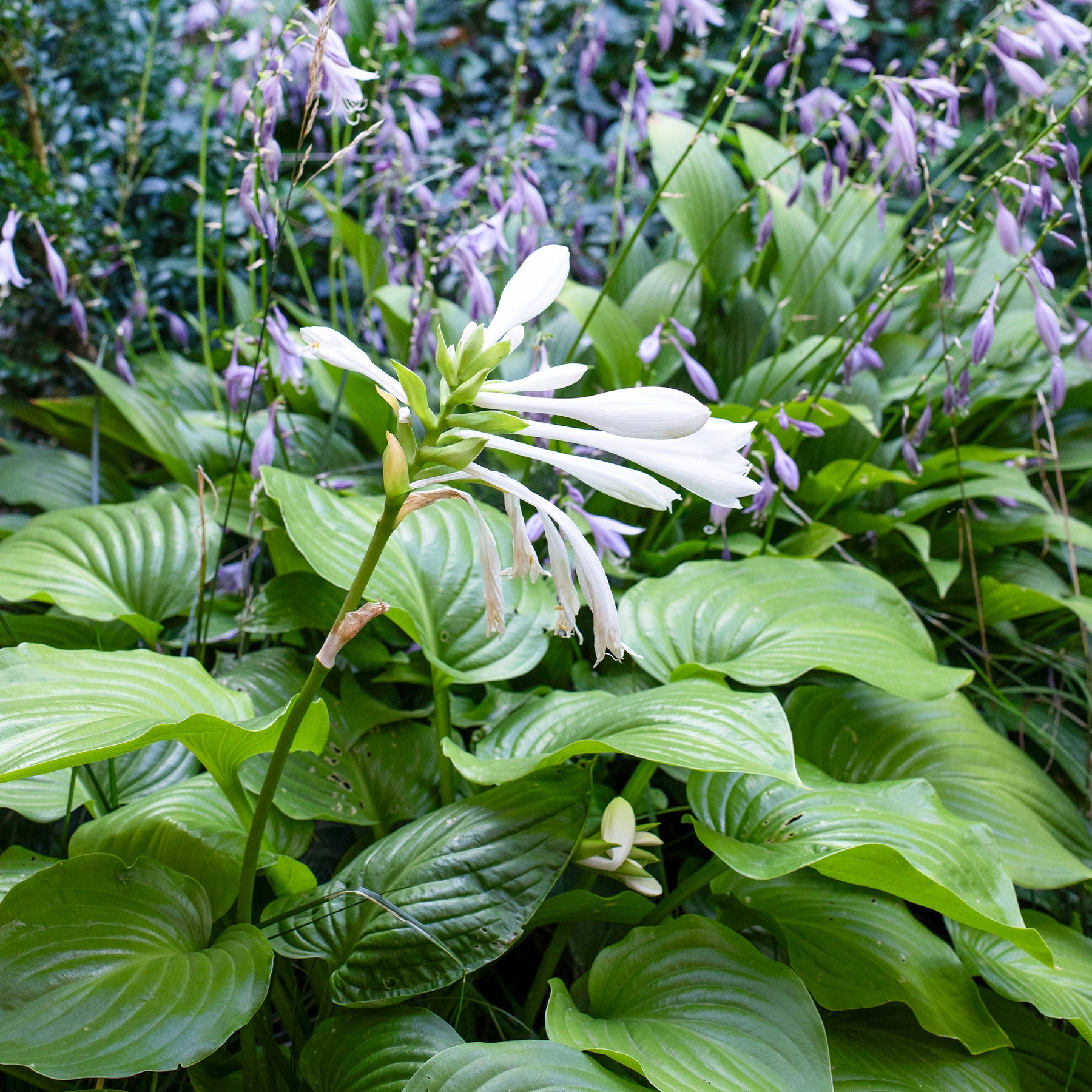 Hartlelie Royal Standard - Hosta hybride royal standard - Willemse