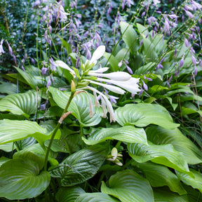Hartlelie Royal Standard - Hosta hybride royal standard - Willemse