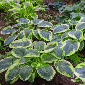Hartlelie Sugar Daddy - Hosta sugar daddy - Willemse