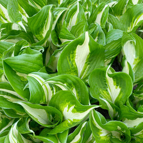 Hosta undulata mediovariegata - Hartlelie Mediovariegata - Hosta - Hartlelie
