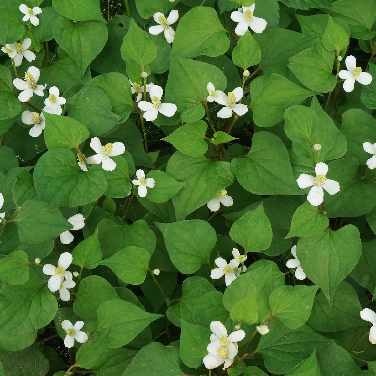Moerasanemoon - Houttuynia cordata - Willemse