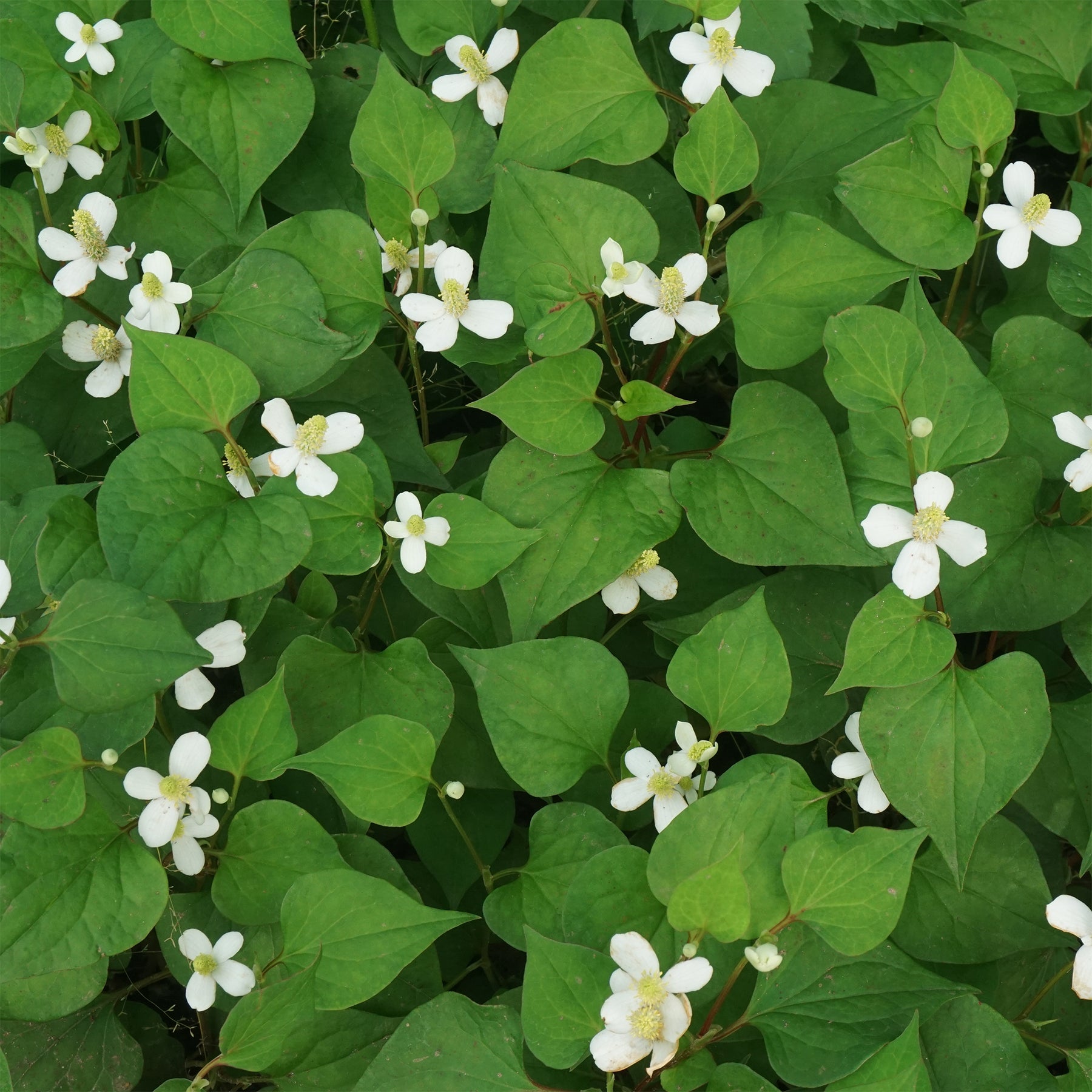 Moerasanemoon - Houttuynia cordata - Willemse