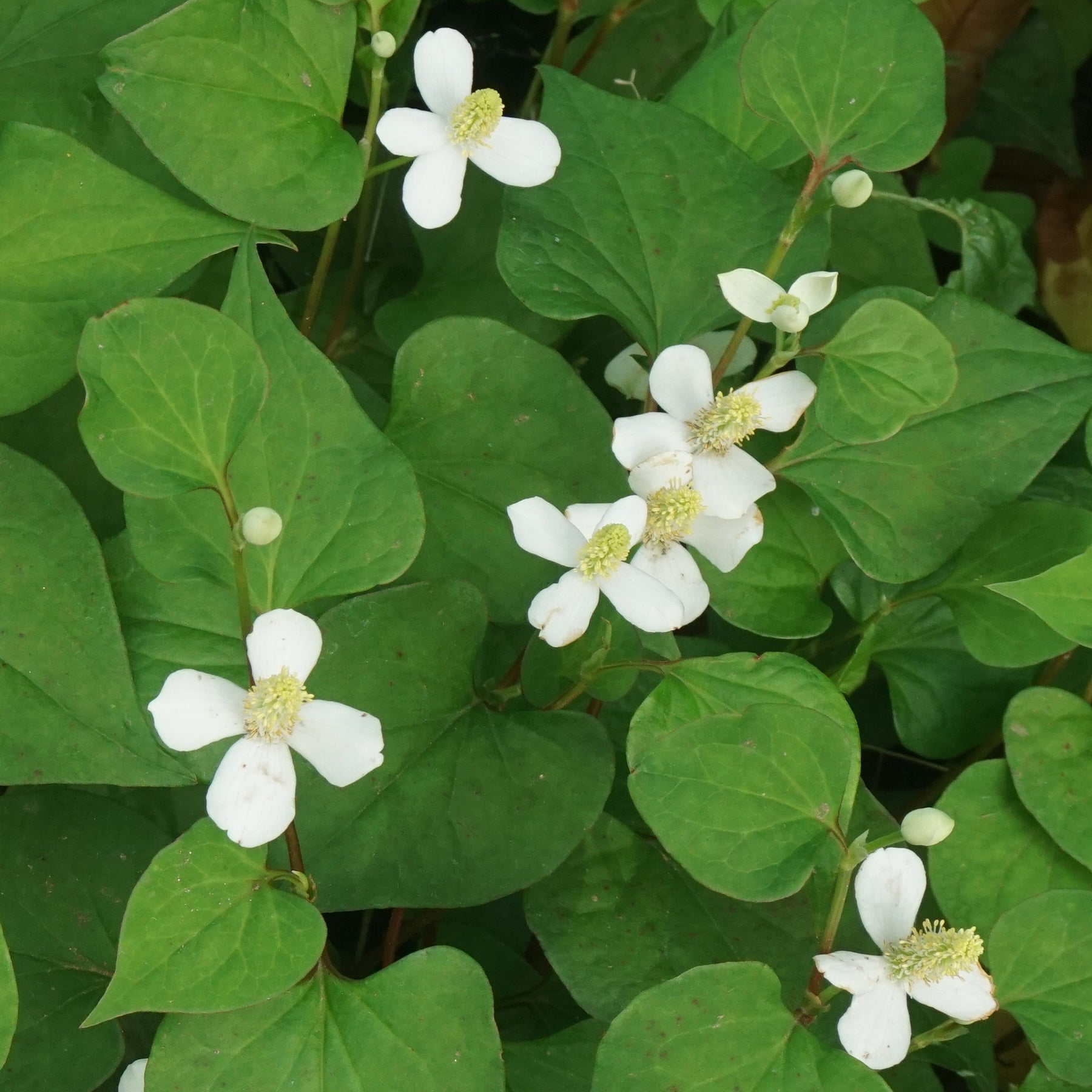 Moerasanemoon - Willemse