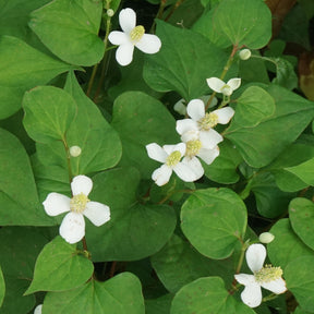 Moerasanemoon - Willemse