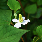 Houttuynia cordata - Moerasanemoon - Siergrassen