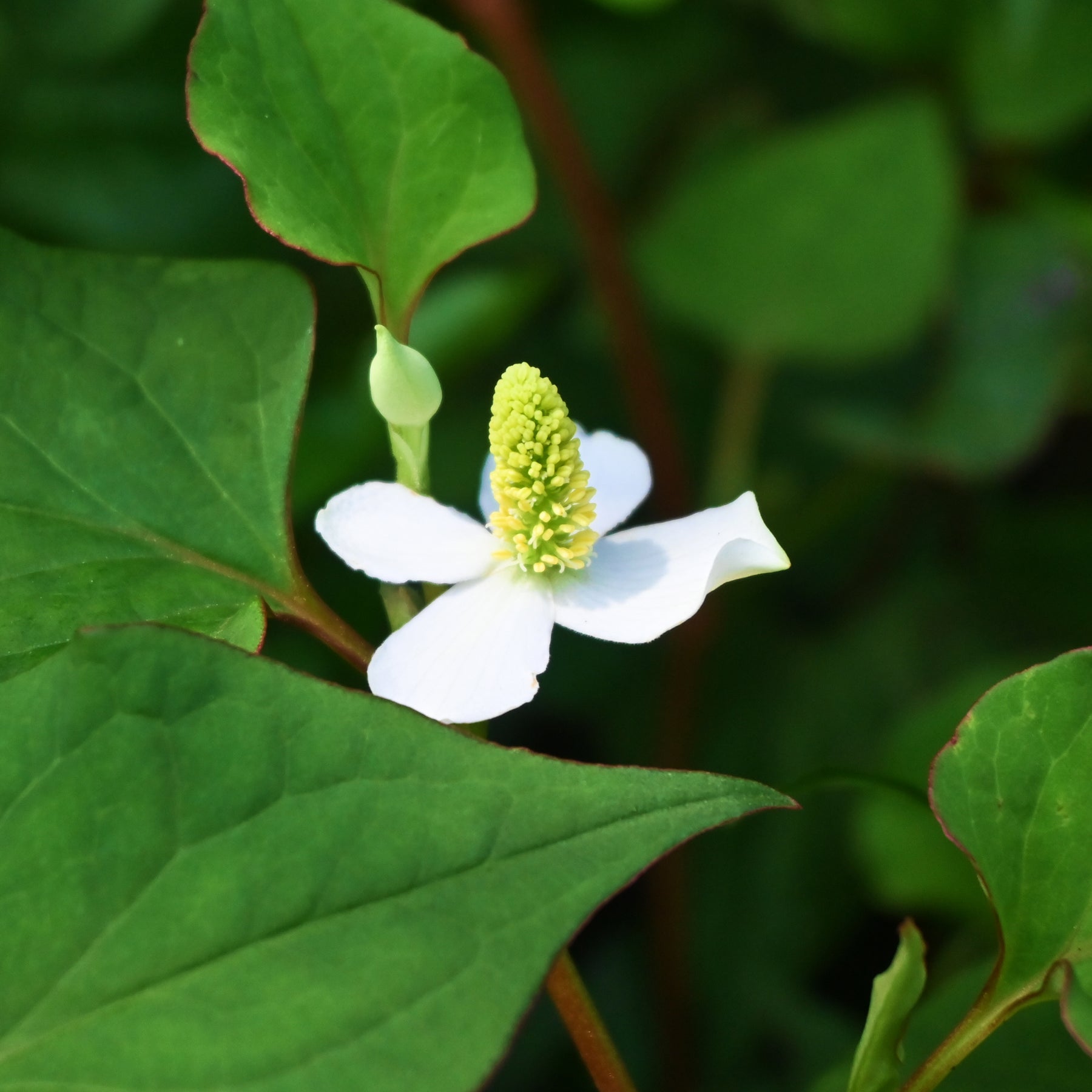 Houttuynia cordata - Moerasanemoon - Siergrassen