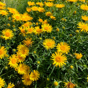 Inula ensifolia - Alant - Bloeiende vaste planten