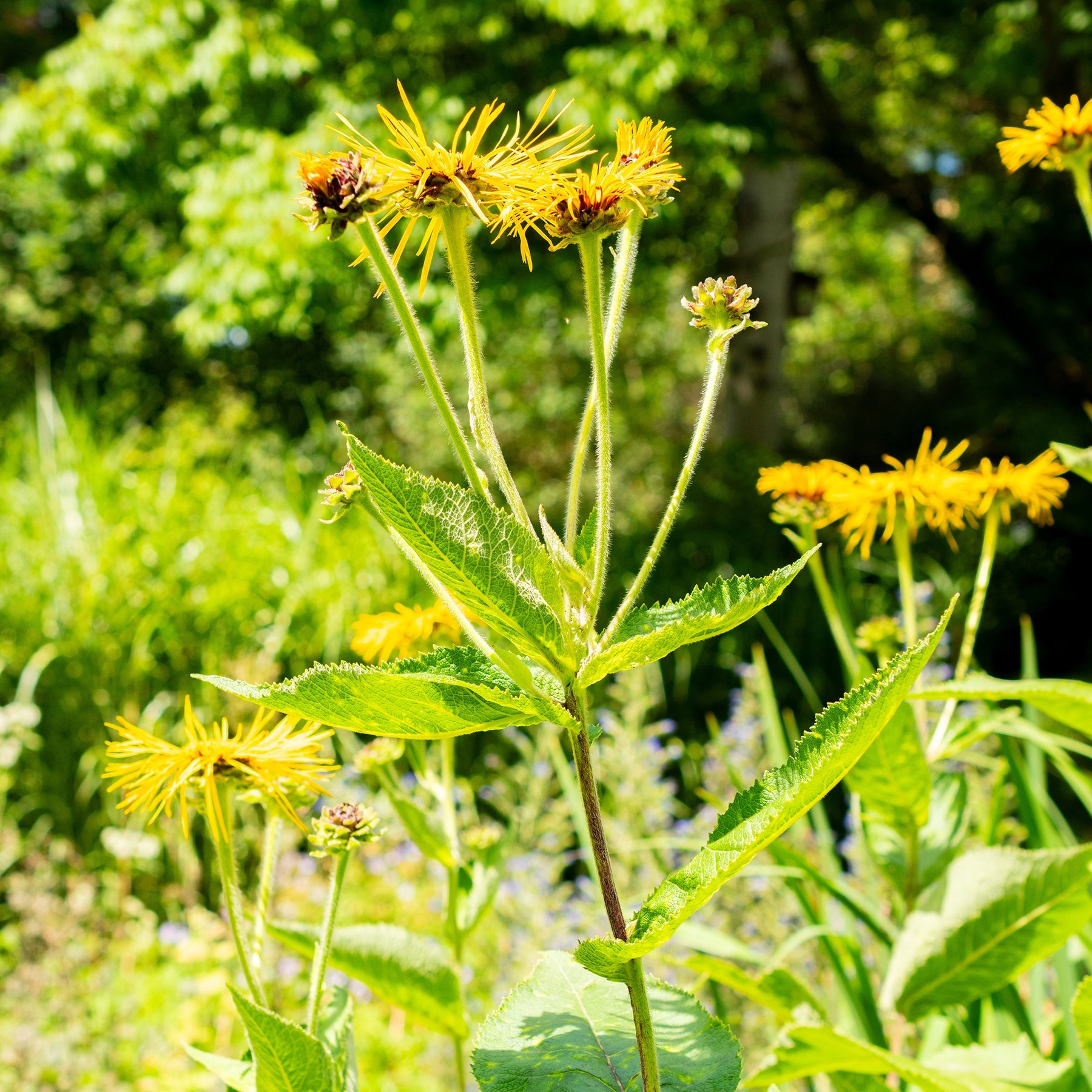 Inula magnifica - Grote alant - Bloeiende vaste planten
