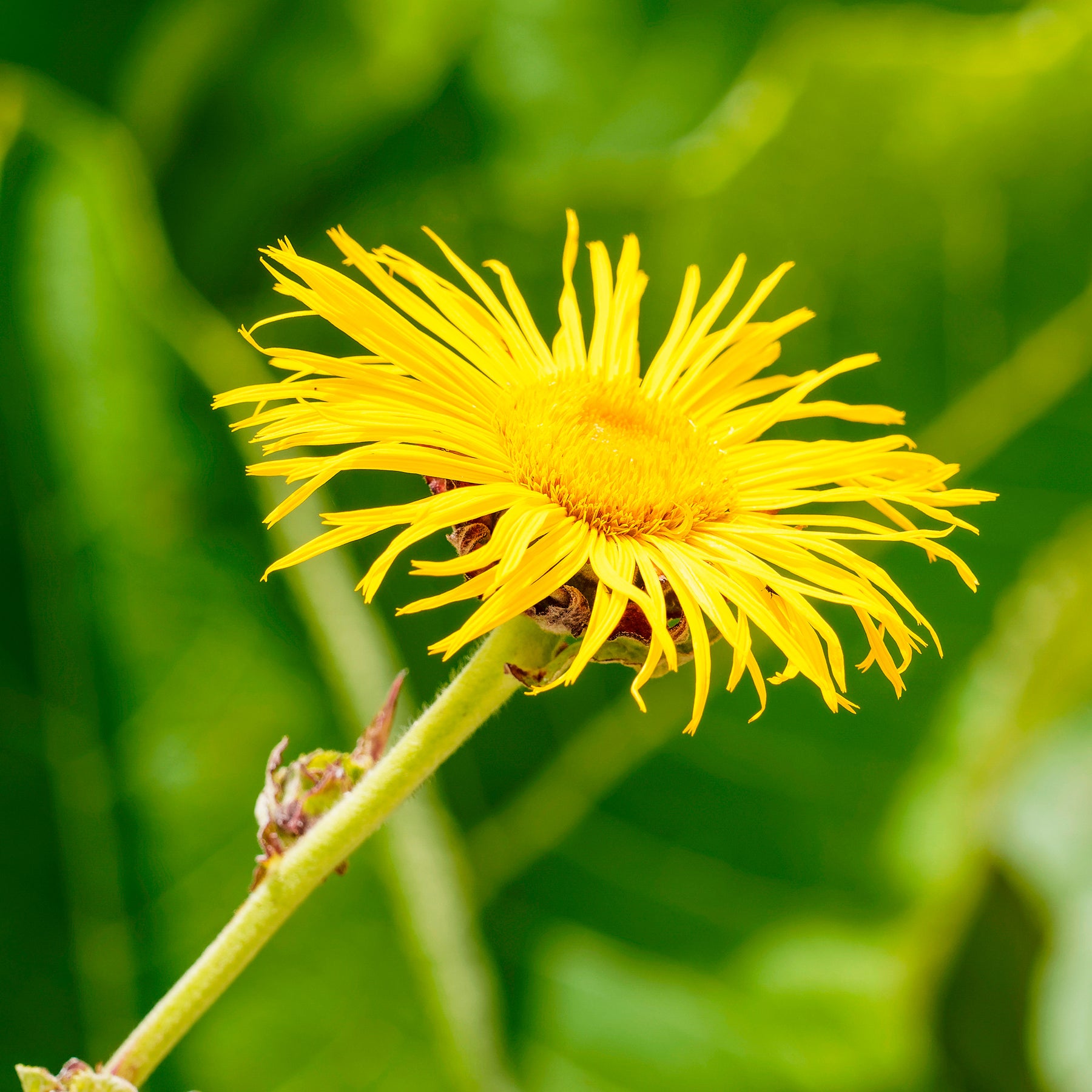 Verkoop Grote alant - Inula magnifica