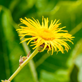 Verkoop Grote alant - Inula magnifica