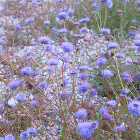 Zandblauwtje Blaulicht - Jasione laevis - Willemse