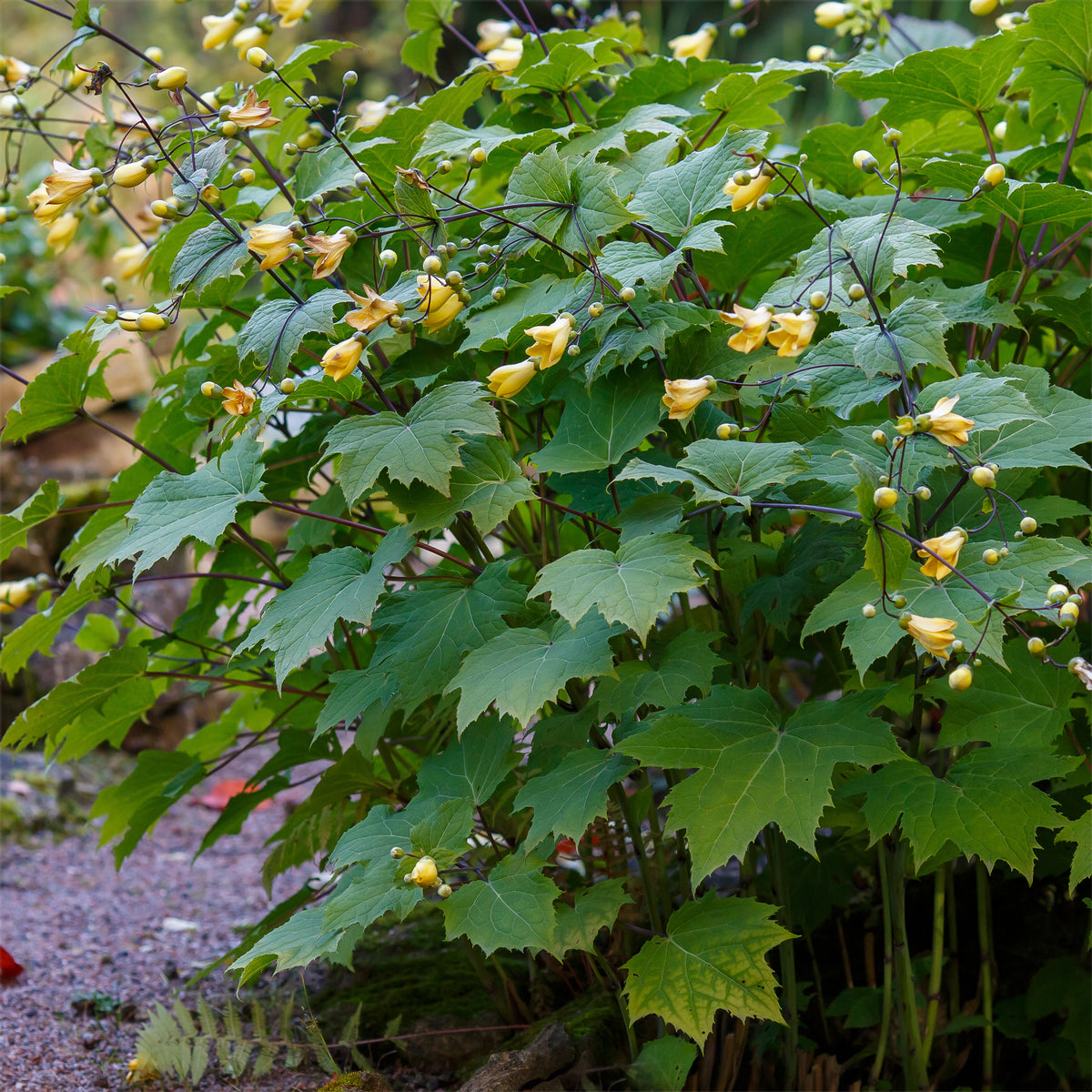 Japanse wasbloem - Kirengeshoma palmata - Willemse