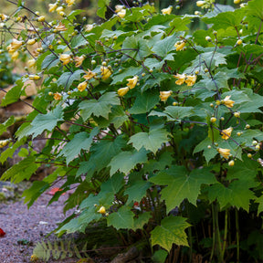 Japanse wasbloem - Kirengeshoma palmata - Willemse