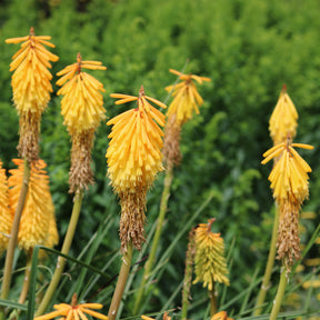 Vuupijl Mango Popsicle - Kniphofia mango popsicle ( popsicle series ) - Willemse