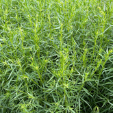 Dragon 9cm pot - Willemse