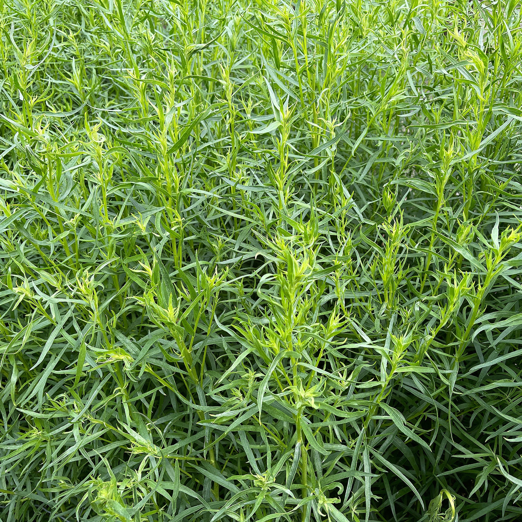 Dragon 9cm pot - Willemse