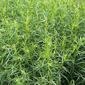 Dragon 9cm pot - Willemse