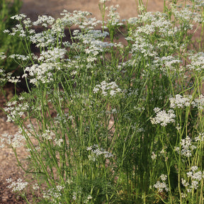 Carum carvi - Karwij Carvi - Bloeiende vaste planten