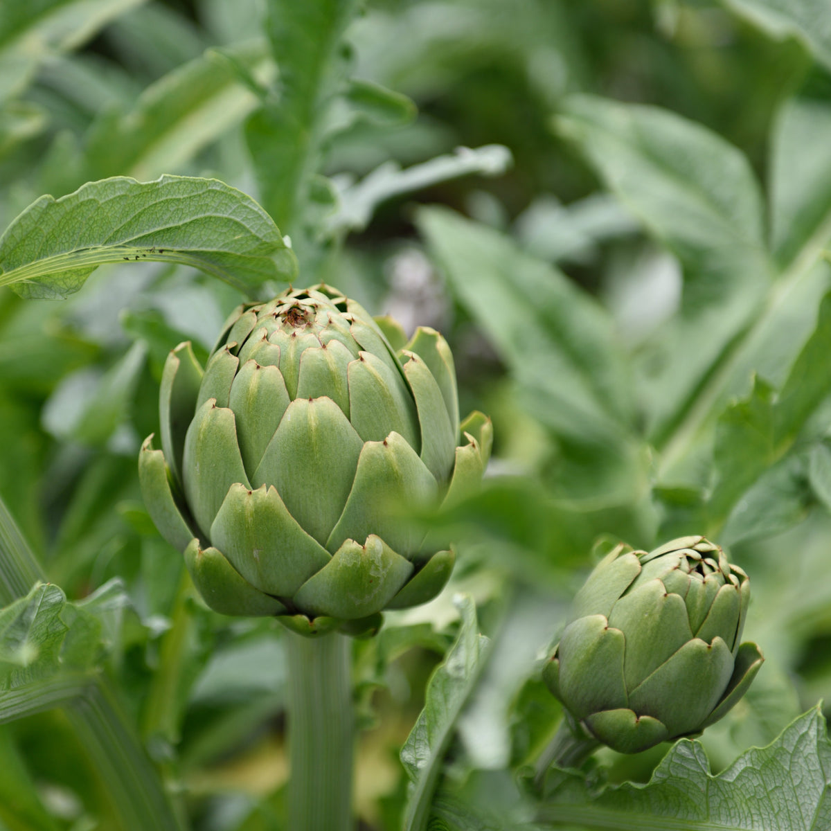 Artisjok - Cynara scolymus - Willemse