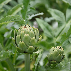 Artisjok - Cynara scolymus - Willemse
