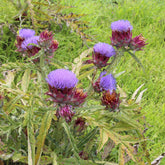 Artisjok - Cynara scolymus - Willemse