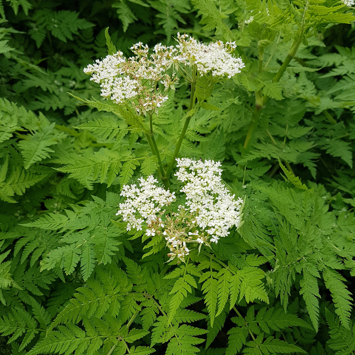 Roomse kervel - Myrrhis odorata - Willemse