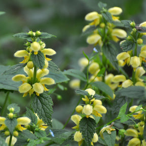 Gele dovenetel Florentinum - Willemse