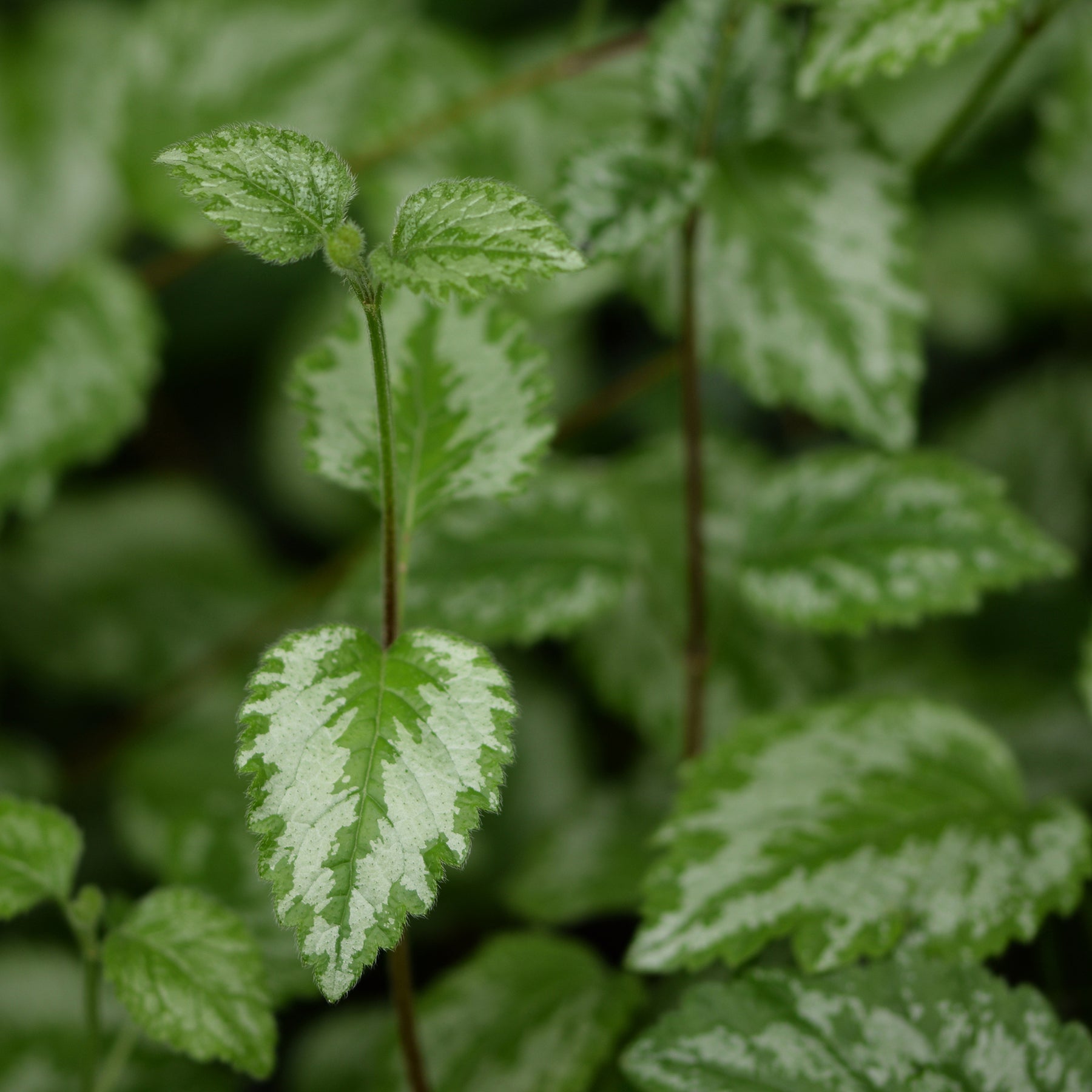 Gele dovenetel Florentinum - Lamiastrum galeobdolon Florentinum - Willemse