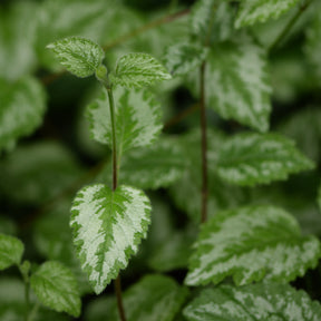 Gele dovenetel Florentinum - Lamiastrum galeobdolon Florentinum - Willemse