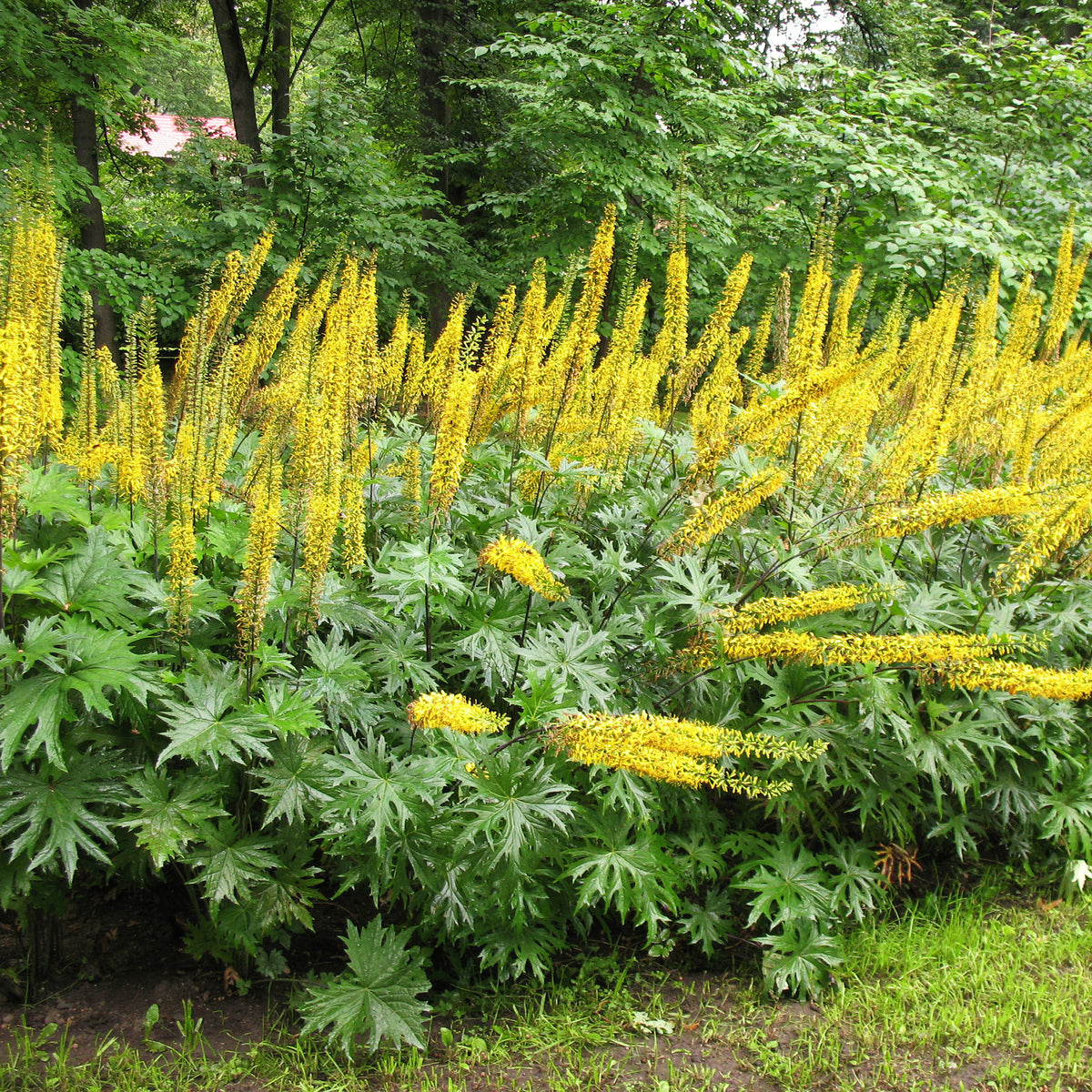 Kruiskruid Przewalskii - Ligularia przewalskii - Willemse