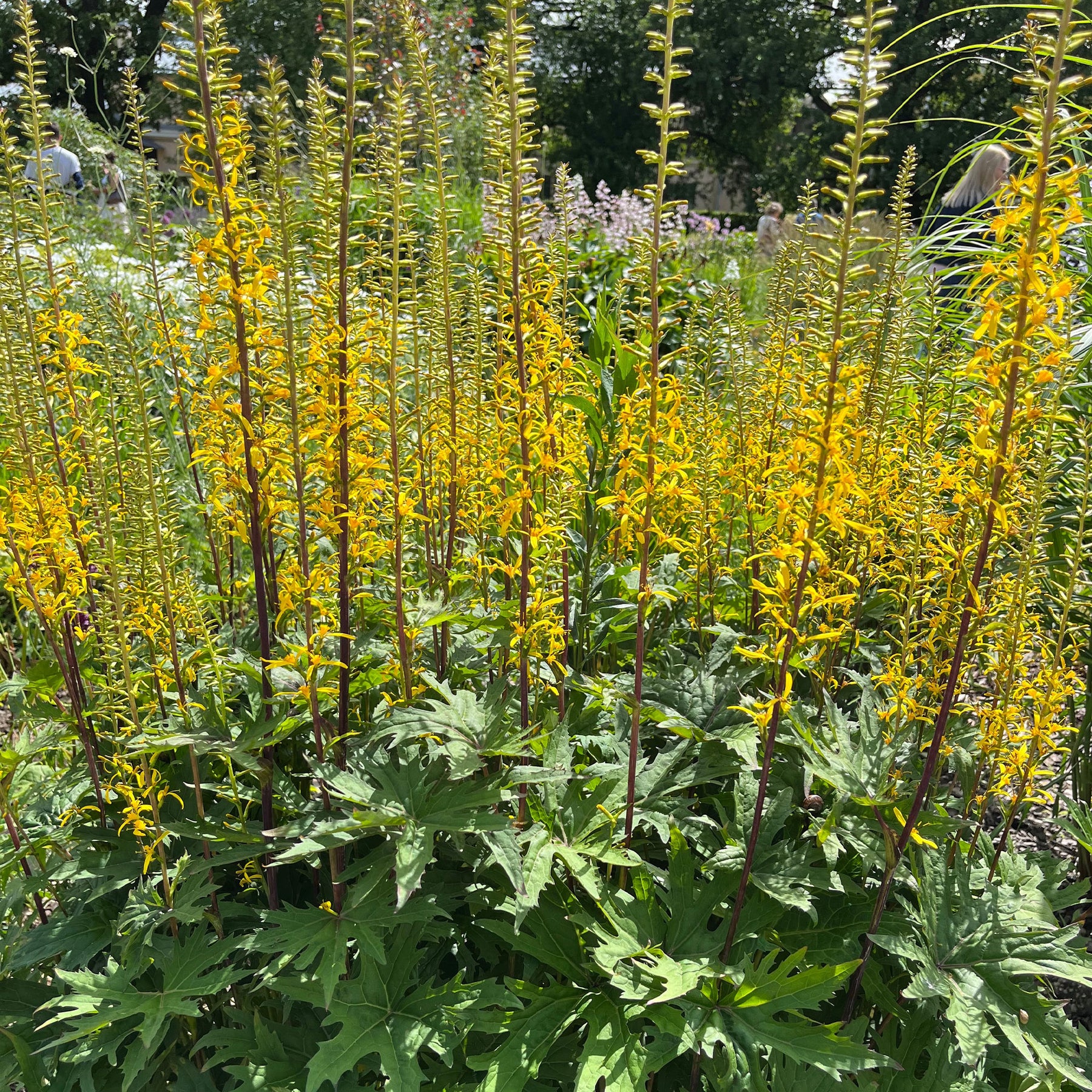 Kruiskruid Przewalskii - Willemse