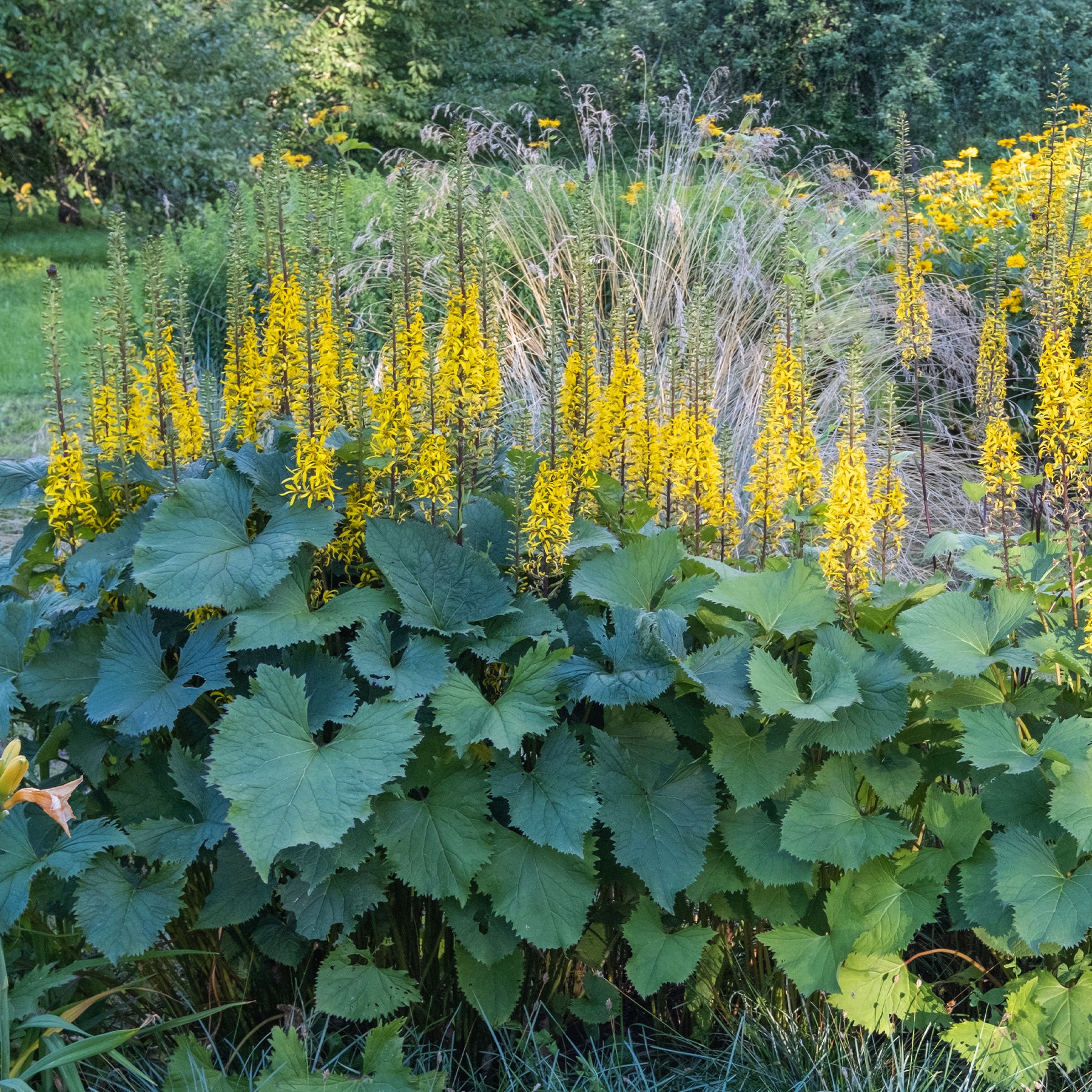 Kruiskruid Shavalski The Rocket - Ligularia stenocephala the rocket - Willemse