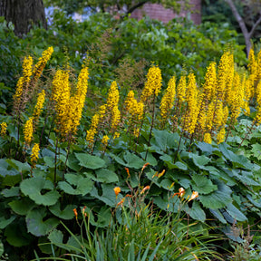 Kruiskruid Shavalski The Rocket - Willemse