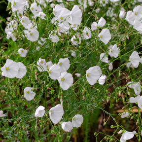Meerjarig vlas 'Diamant' - Linum perenne diamant - Willemse