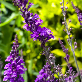 Vlasleeuwebek - Linaria purpurea - Willemse