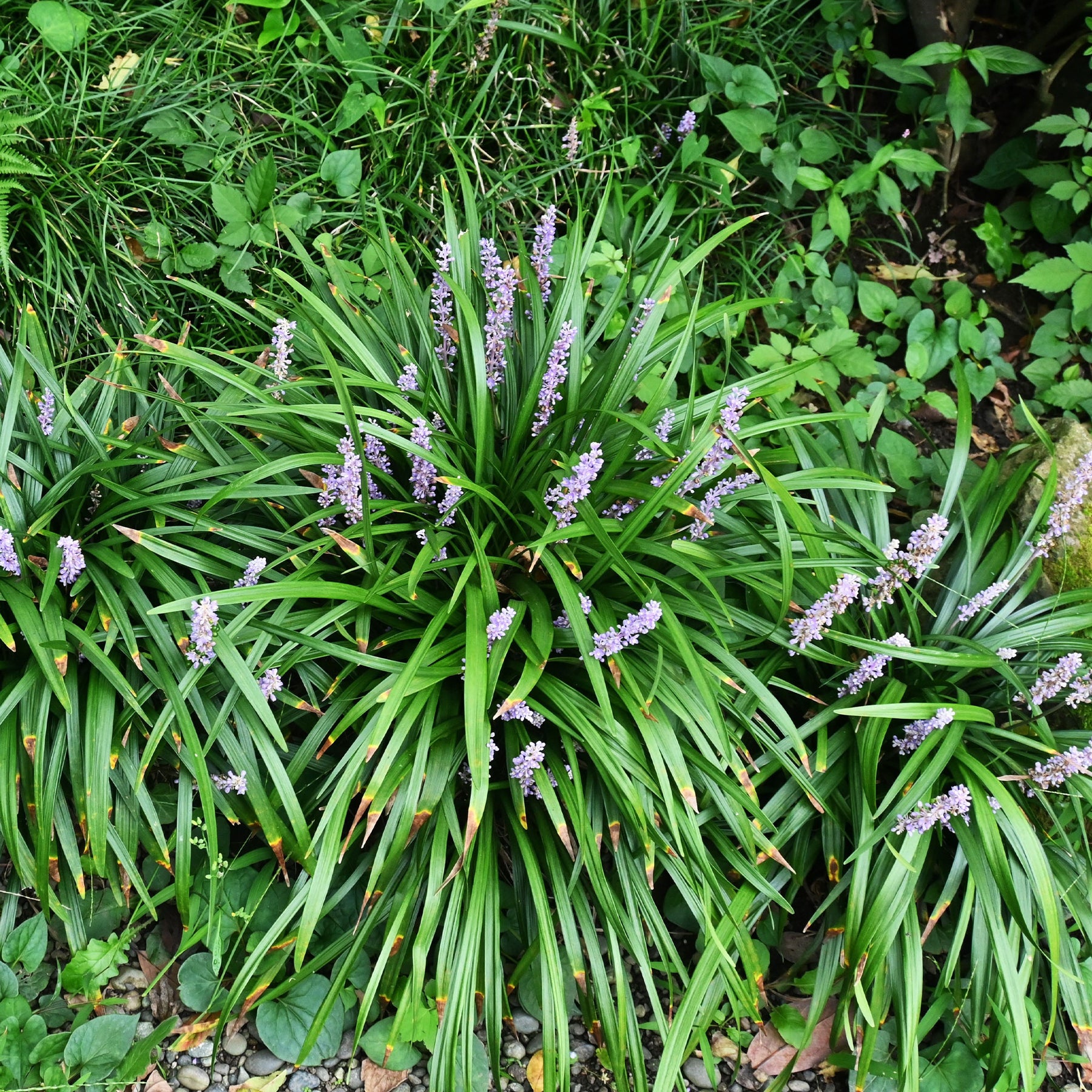 Leliegras Big Blue - Liriope muscari Big Blue - Willemse