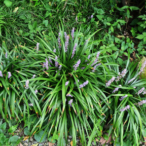Leliegras Big Blue - Liriope muscari Big Blue - Willemse