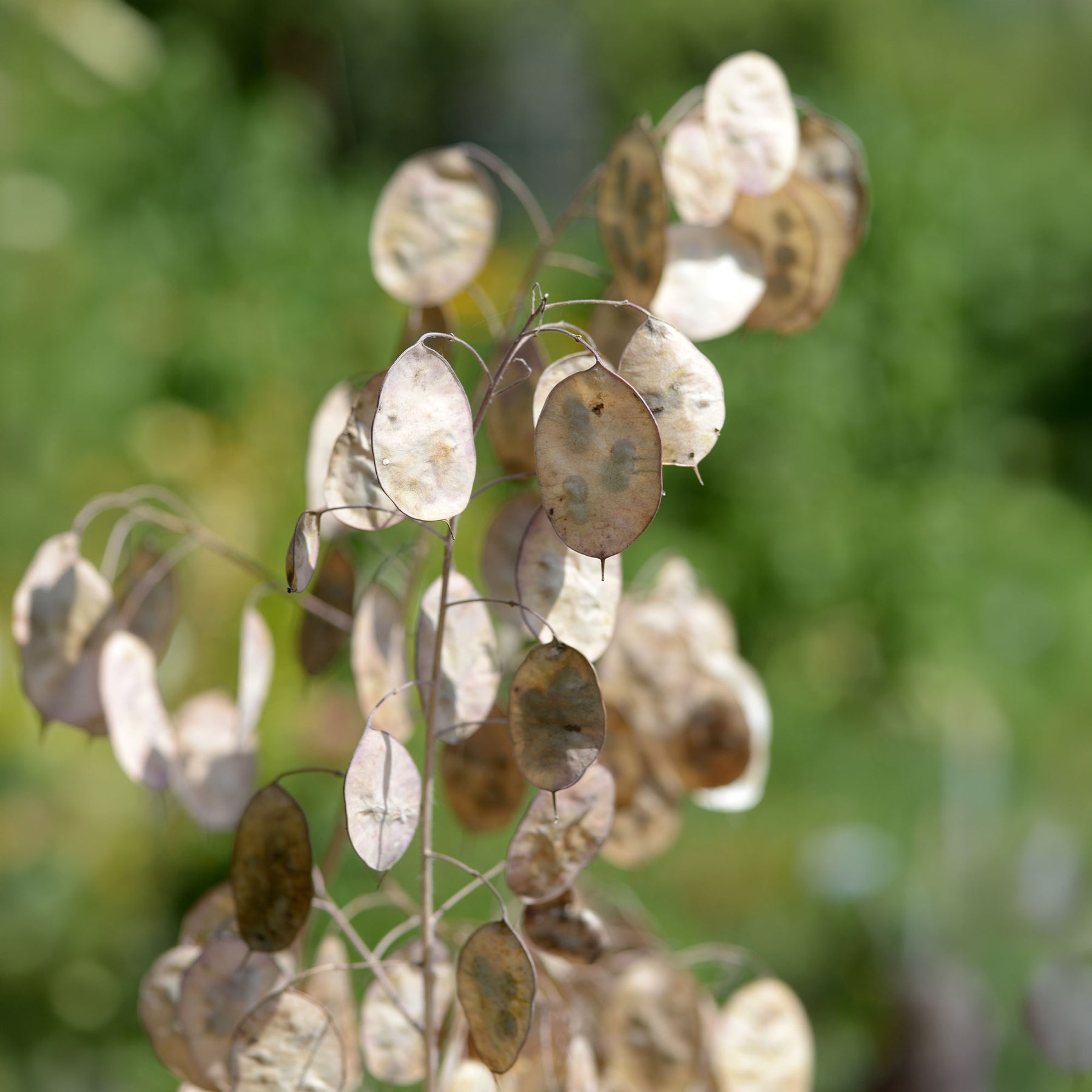 Judaspenning - Lunaria annua albiflora - Willemse